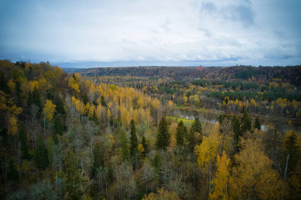 istock Directly above full frame shot of forest in autumn 1480558123
