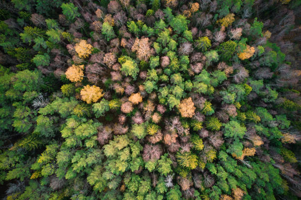 istock Directly above full frame shot of forest in autumn 1480558432