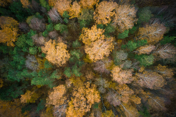 istock Directly above full frame shot of forest in autumn 1480558436
