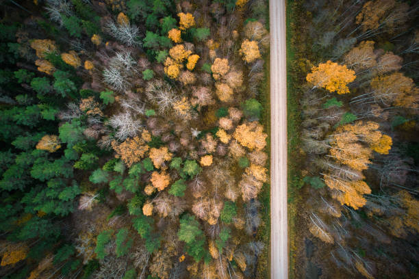istock Directly above full frame shot of forest in autumn 1480558437