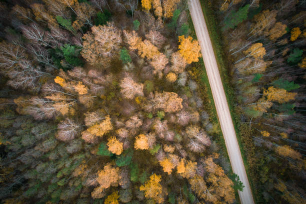istock Directly above full frame shot of forest in autumn 1480558467