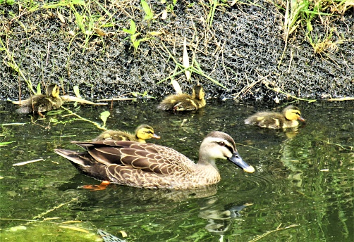 A duck with her ducklings