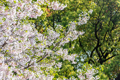 cherry blossoms in spring