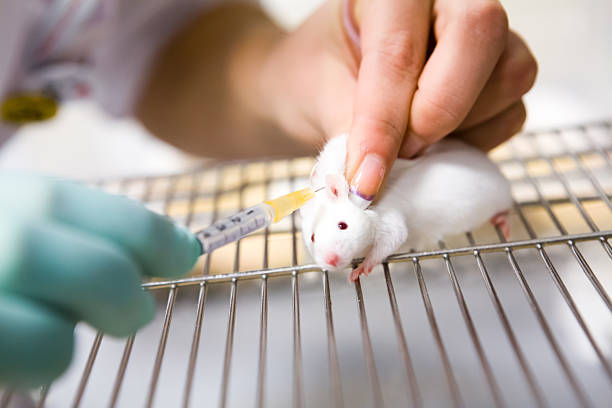 Vaccine test on laboratory mouse, injection stock photo