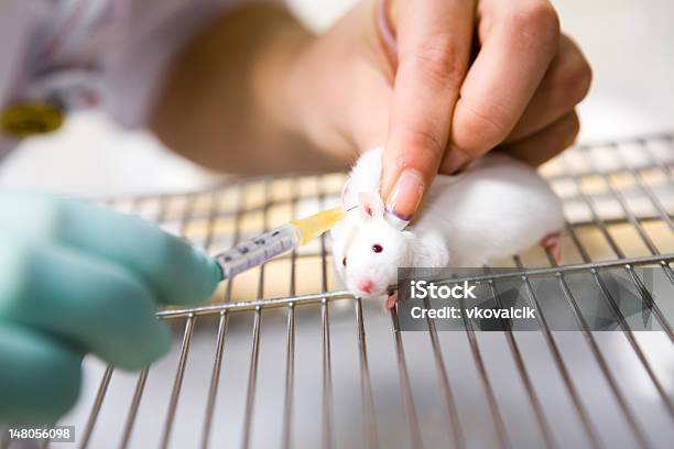 Vaccine Test On Laboratory Mouse Injection Stock Photo - Download Image Now - Mouse - Animal, Scientific Experiment, Laboratory