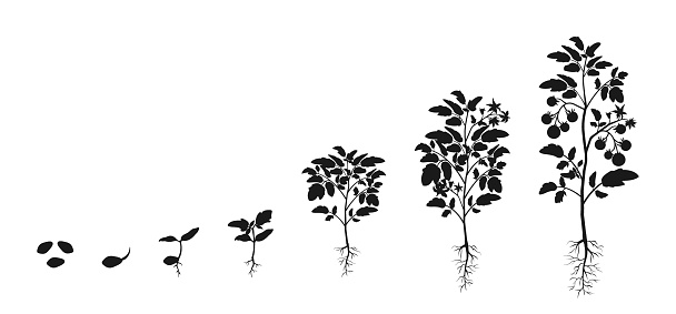 Stages of development of seedlings of tomatoes. Silhouette infographic of growing vegetables. Sprout germination and crop maturation in agriculture.