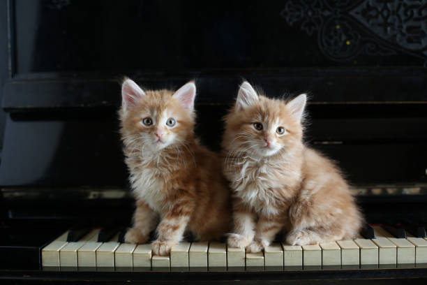 istock Two kittens sitting on vintage piano key. red ginger color 1480561733