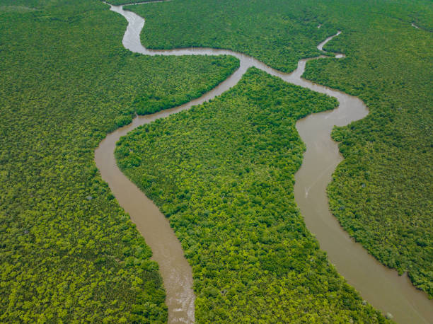 istock Mangroves in Borneo, Malaysia. 1480563535