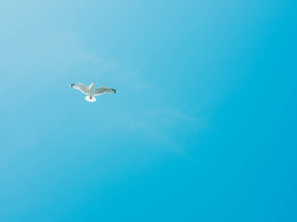 Flying seagull in blue sky