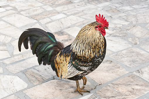 Colorful rooster standing on one paw on stone square in outdoor area. Birds concept. Copy space