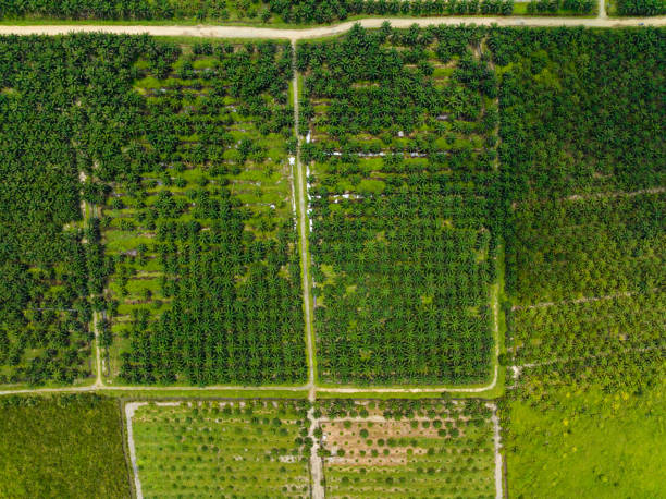 istock Oil palm plantations. Borneo, Malaysia. 1480564743