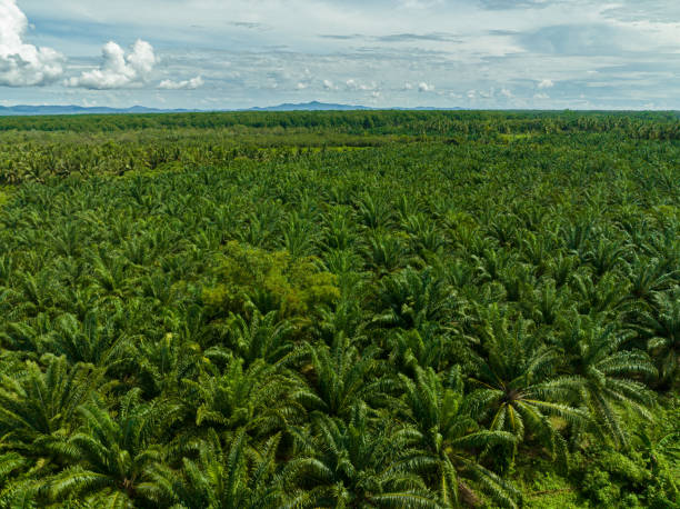 istock Oil palm plantations. Borneo, Malaysia. 1480565427
