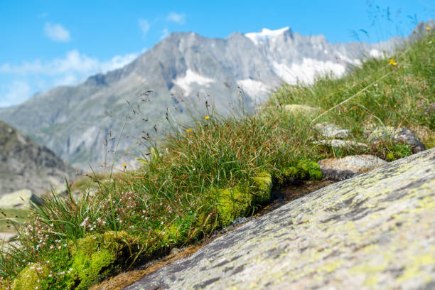 pequenas flores da montanha, musgo e grama em frente a um panorama da montanha nos alpes - glacier aletsch glacier switzerland european alps - fotografias e filmes do acervo