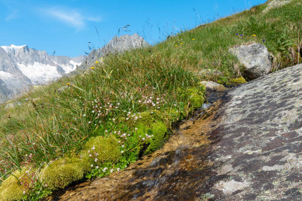 pequenas flores de alta montanha, musgo, grama e um pequeno riacho de montanha nos altos alpes - glacier aletsch glacier switzerland european alps - fotografias e filmes do acervo