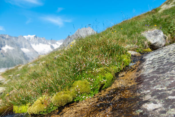 pequenas flores da montanha, musgo e grama em frente a um panorama da montanha nos alpes - glacier aletsch glacier switzerland european alps - fotografias e filmes do acervo