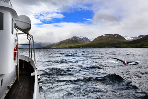 obserwować wieloryby - nordic countries europe island fjord zdjęcia i obrazy z banku zdjęć