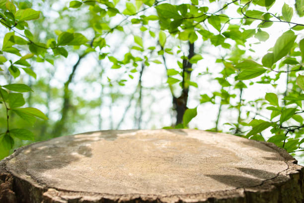 green forest