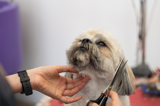 Closeup of Dog groomer performing haircut to shih tzu dog breed