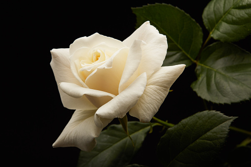 Vibrant single white rose on a black background