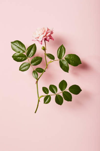 istock Vibrant single rose on a pink background with soft shadow 1480568436