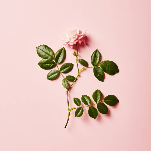Vibrant single rose on a pink background with soft shadow