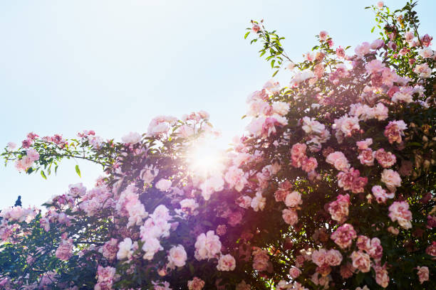 grande quantidade de rosas em uma primavera ensolarada ou dia de verão - bed of roses fotos - fotografias e filmes do acervo