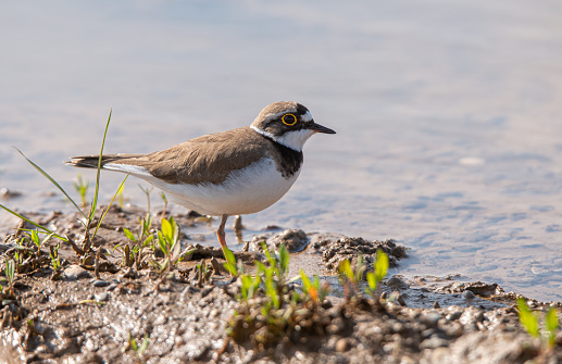 Little Ringed Plover and spring time