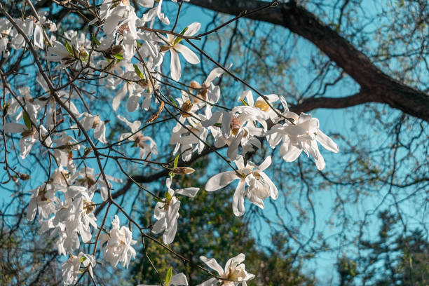 istock White magnolia flowers on a branch 1480568513