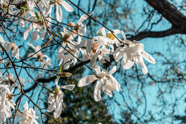 istock White magnolia flowers on a branch 1480568514