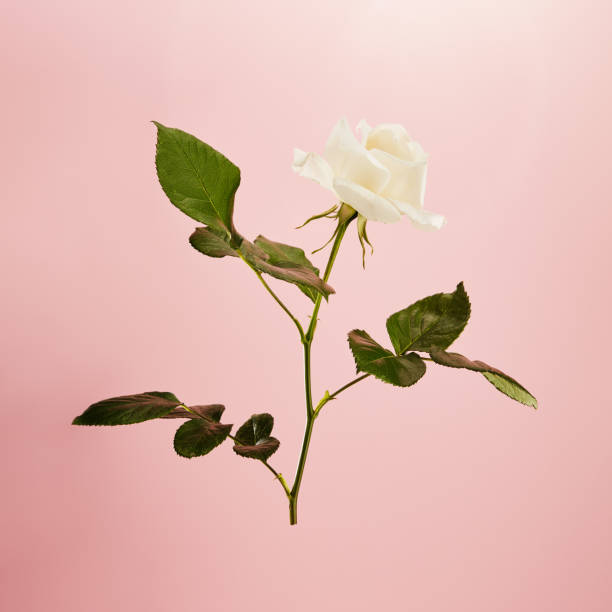 istock Vibrant single white rose on a pink background without a  shadow 1480568583