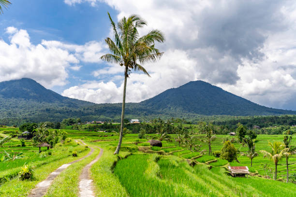 istock Jatiluwih Rice Terraces, Bali, Indonesia 1480568590
