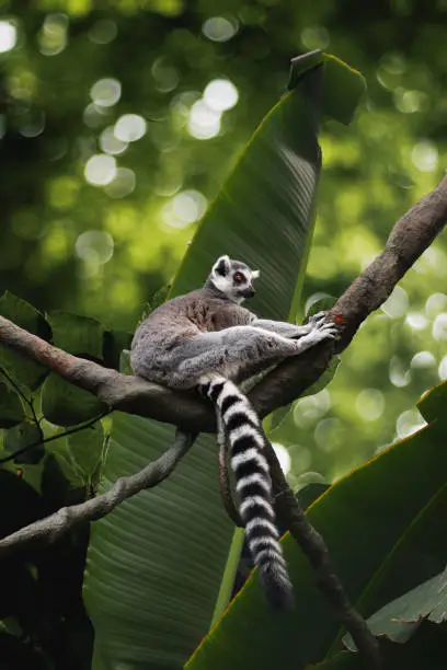 Photo of A Lemur, Native Animal of Madagascar, Sitting on the Branch of a Tree