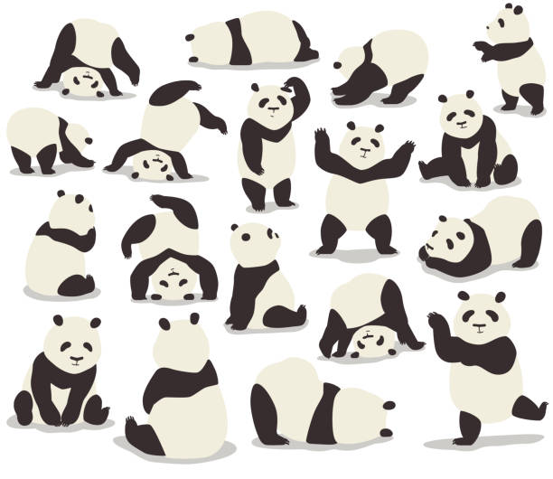 Сute pandas in different poses Vector illustration of cute pandas collection in different various poses chinese panda stock illustrations