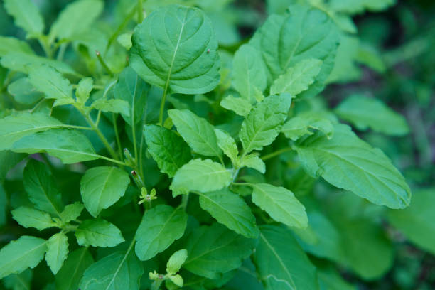istock Sweet basil leaves in the vegetable garden 1480570099