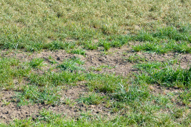 istock The Ravaging Drought: Uncovering the Dire Impacts of Climate Change on Crop Fields 1480570330