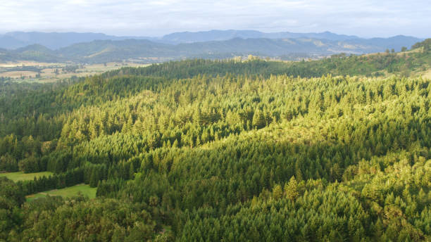 istock Scenic view of trees covered landscape 1480571565
