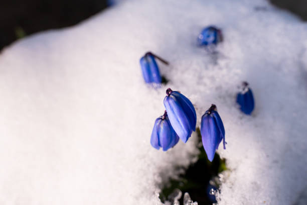 istock Small blue scilla flowers grow from under the snow, close-up on a blurred background. spring blooming flowers 1480571619