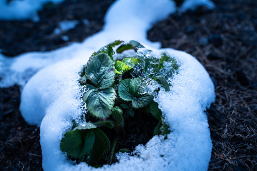 A bush of strawberries in the snow. A sharp cold snap in spring, frost resistance and resistance of strawberries to temperature extremes. Frozen plants in the garden. Green leaves in ice closeup