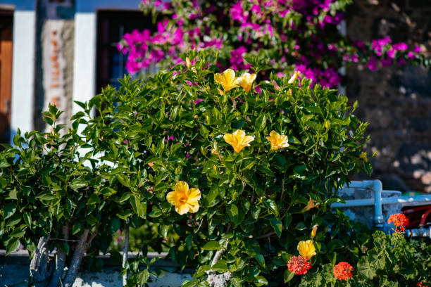 Hibiscus Rosa-Sinensis  Blooming in the Garden