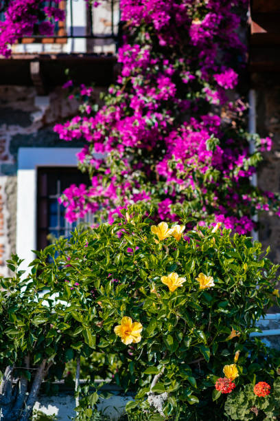istock Hibiscus Rosa-Sinensis  Blooming in the Garden 1480572480