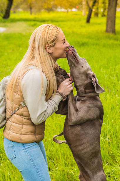 scena szczęścia między kochanką a psem w parku - weimaraner dog animal domestic animals zdjęcia i obrazy z banku zdjęć