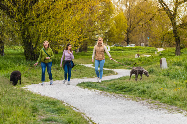 istock Group of three friends walking their dogs 1480573032