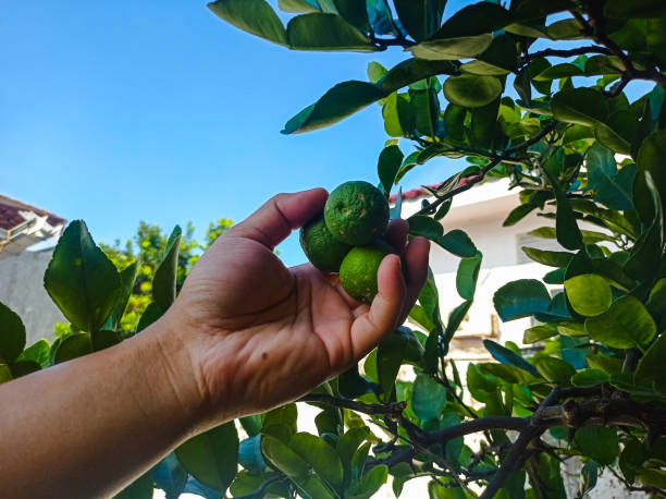 istock Hand holding Citrus hystrix, called kaffir lime or makrut lime, is a citrus fruit native to tropical Southeast Asia. The fruit and leaves are used in Southeast Asian cooking and medicine. 1480573034