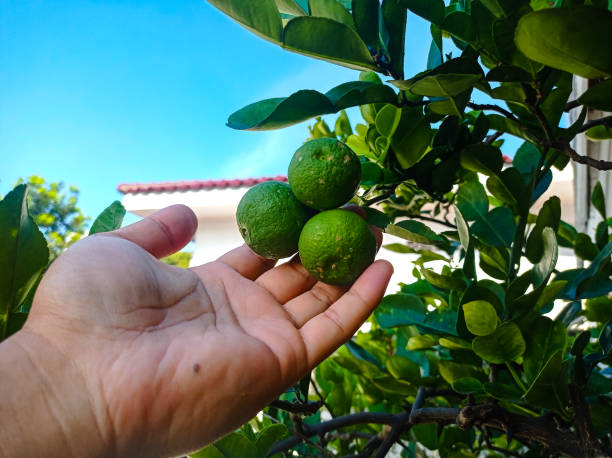 istock Hand holding Citrus hystrix, called kaffir lime or makrut lime, is a citrus fruit native to tropical Southeast Asia. The fruit and leaves are used in Southeast Asian cooking and medicine. 1480573043