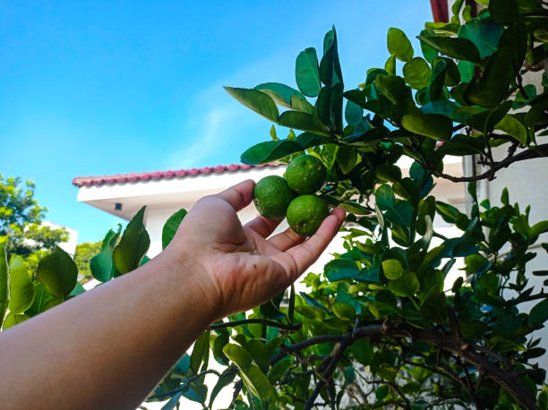 istock Hand holding Citrus hystrix, called kaffir lime or makrut lime, is a citrus fruit native to tropical Southeast Asia. The fruit and leaves are used in Southeast Asian cooking and medicine. 1480573055