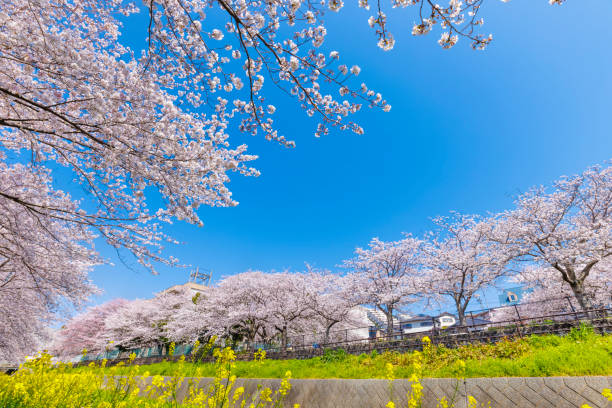 福岡県北九州市の志位川沿いに咲き誇る桜と菜の花