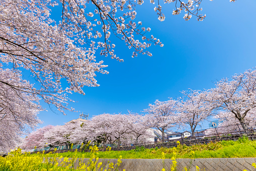 Cherry blossom trees and rape blossoms in full bloom along the Shii River in Kitakyushu City, Fukuoka Prefecture