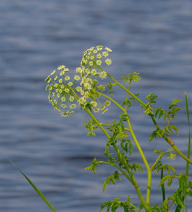 water hemlock - Cicuta maculata - in bloom, flower, blossom with blue water background. one of the most toxic plants on earth. closely related to the hemlock used to execute Socrates