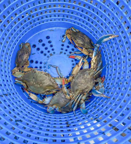 istock Bucket of Blue Crabs 1480576101