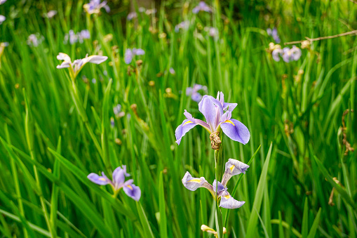 Bavaria, Germany. Blue Flag iris (Iris laevigata) close-up.